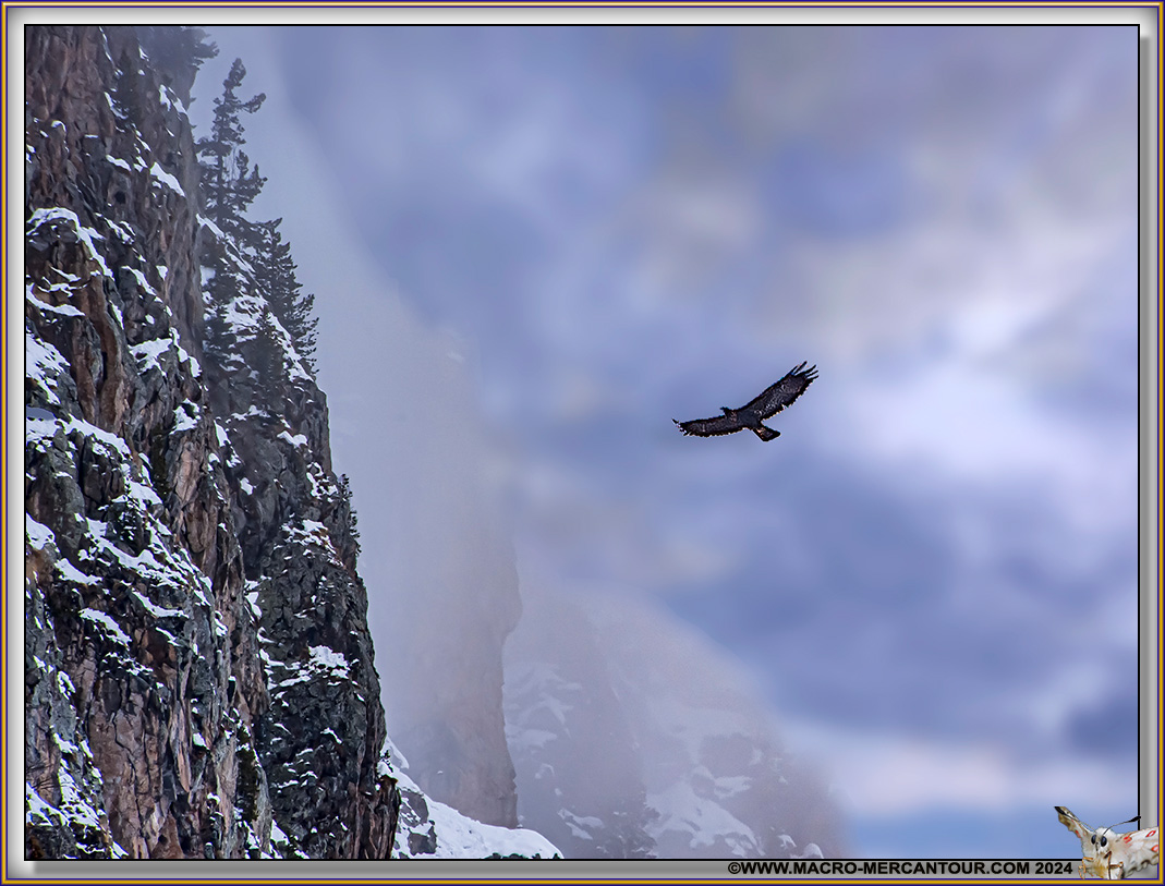 Aigle
